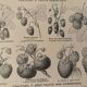 Lithographie sur la fraise - 1920
