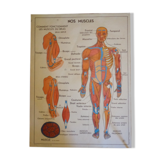 Old poster "m.d.i. the human body"