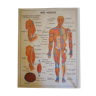 Old poster "m.d.i. the human body"