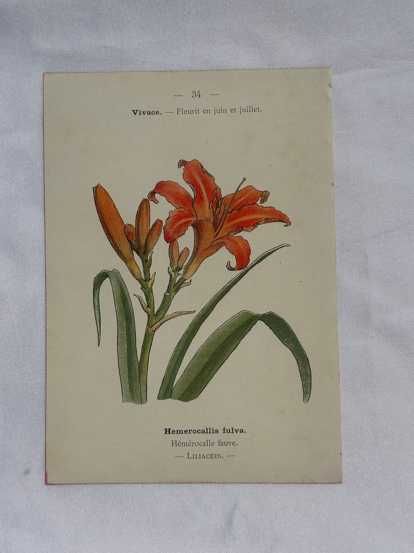 Planche botanique, gravure naturaliste, 19ème