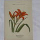 Planche botanique, gravure naturaliste, 19ème