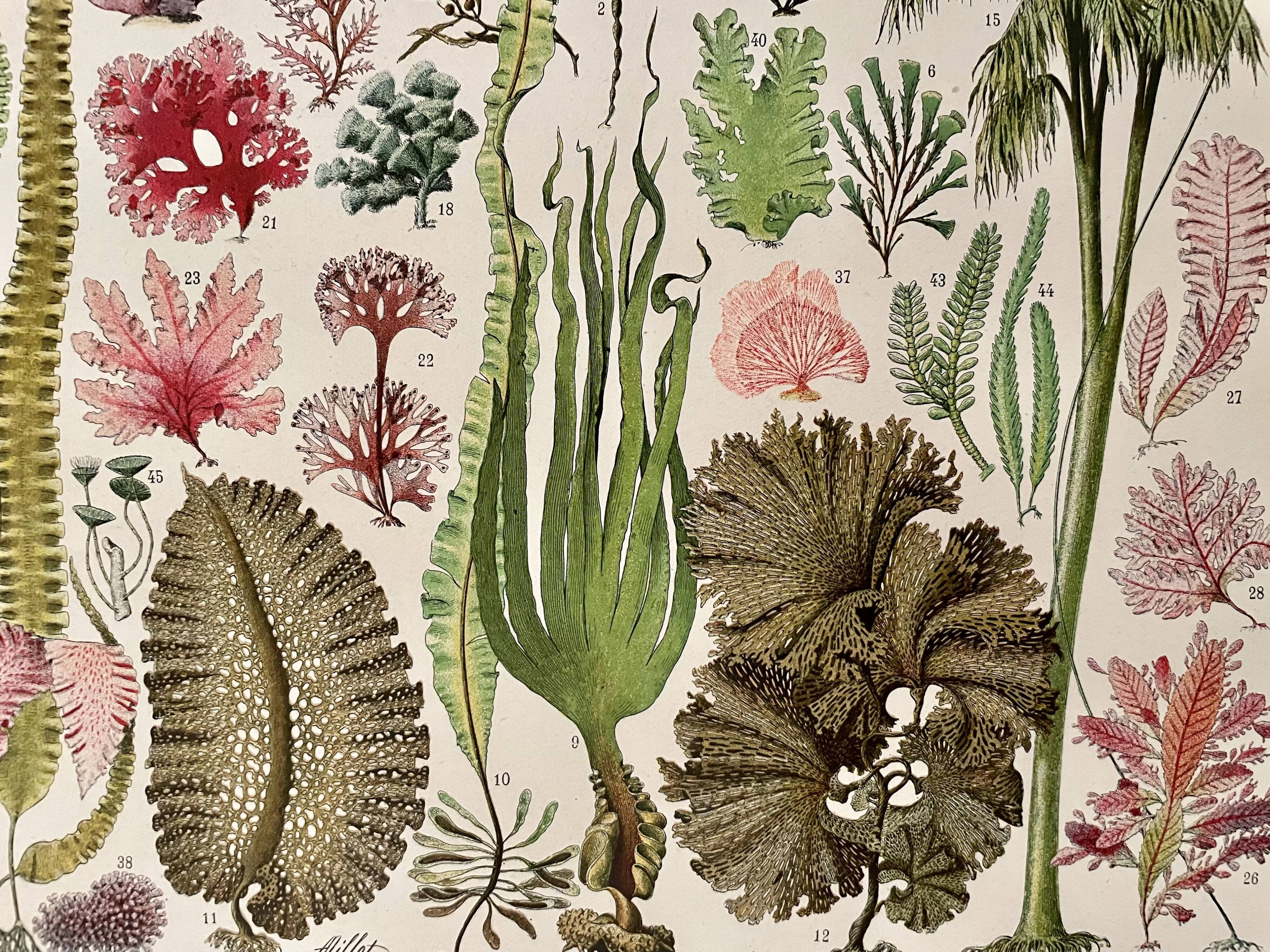 Lithographie sur les algues - 1930