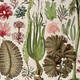 Lithograph on algae - 1930