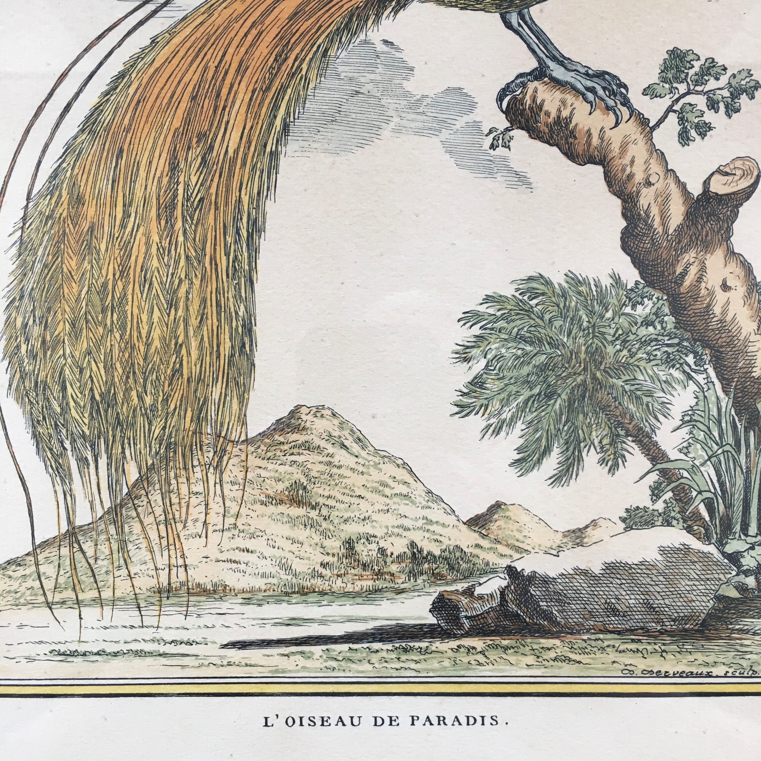 Illustration the bird of paradise