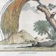 Illustration l’oiseau de paradis