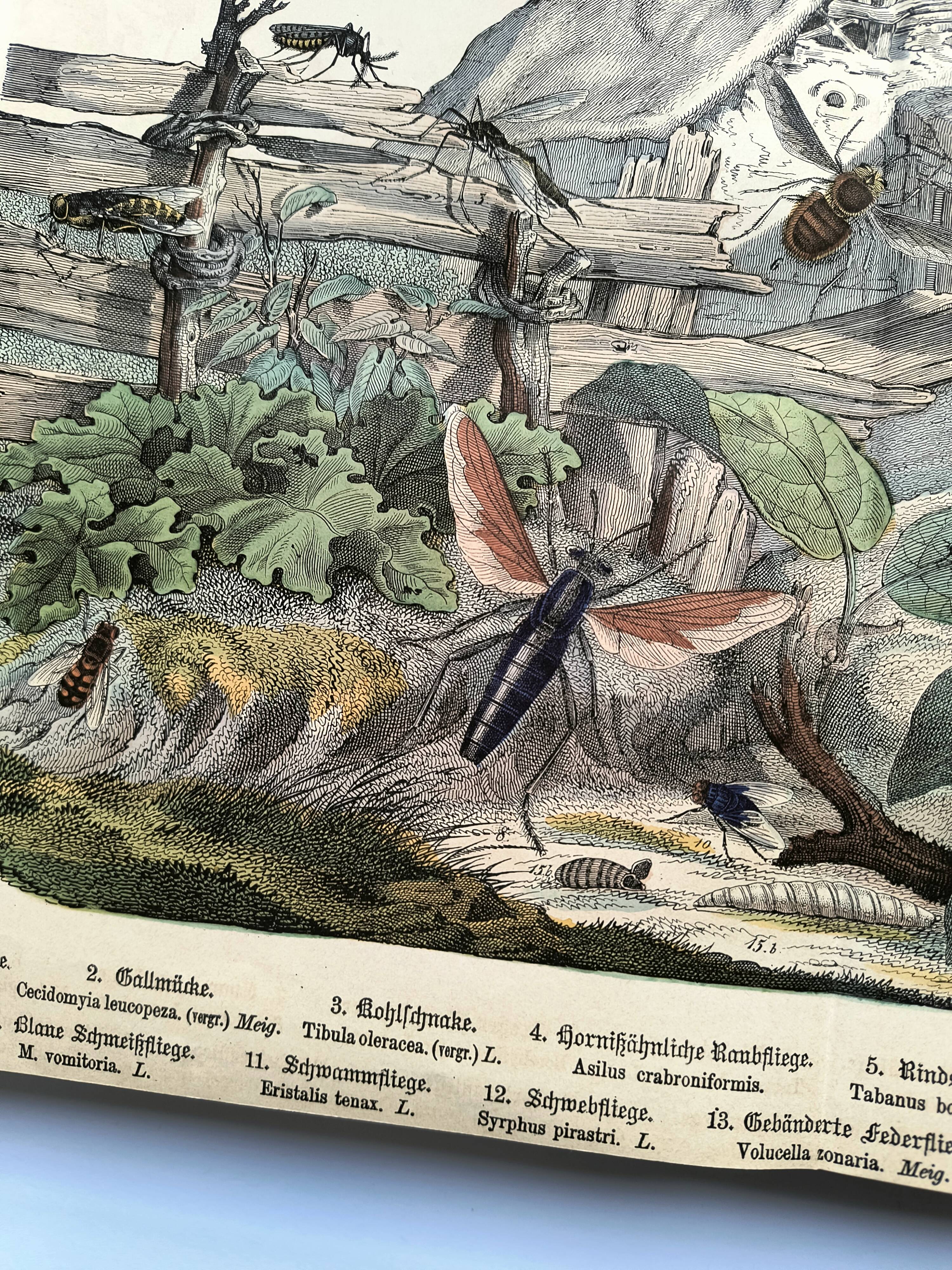 Engraving from 1886 - Insects on the farm - Vintage old lithograph