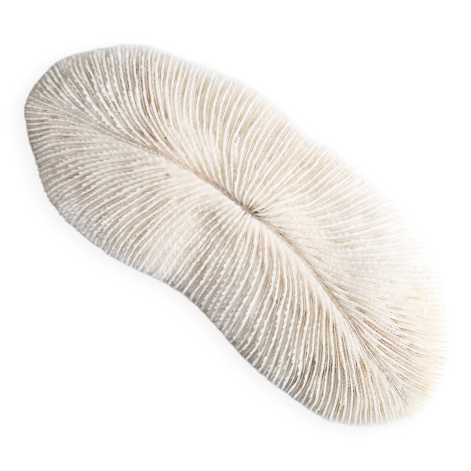 White coral, cabinet of curiosities, 70s