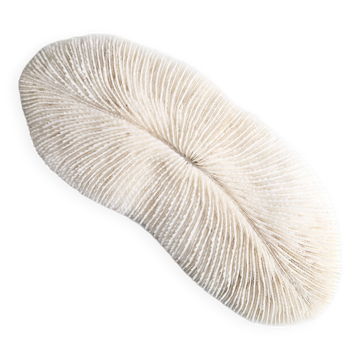 Corail blanc, cabinet de curiosités, années 70