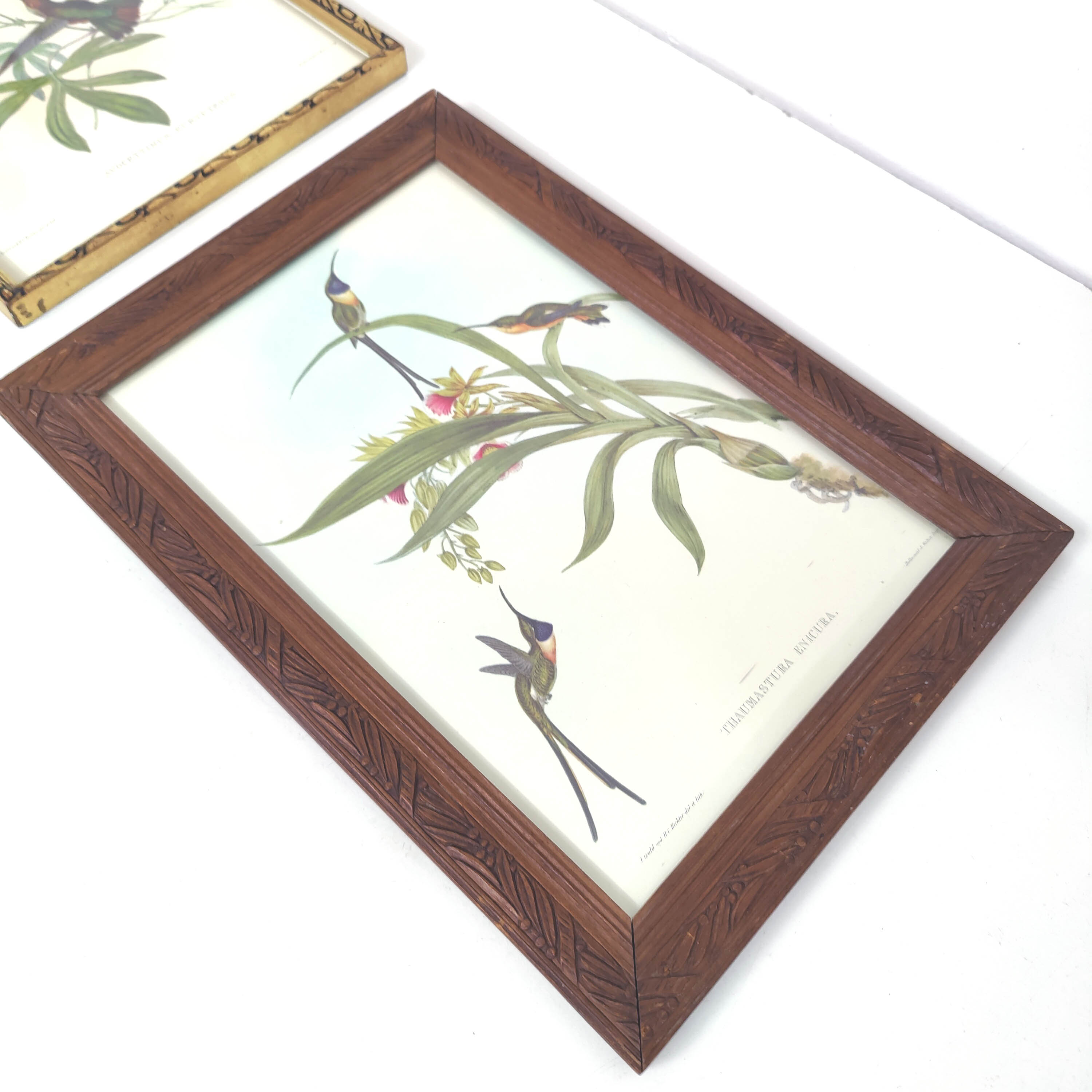 Lot 2 wooden frames botanical illustrations J. Gould and HC Richter