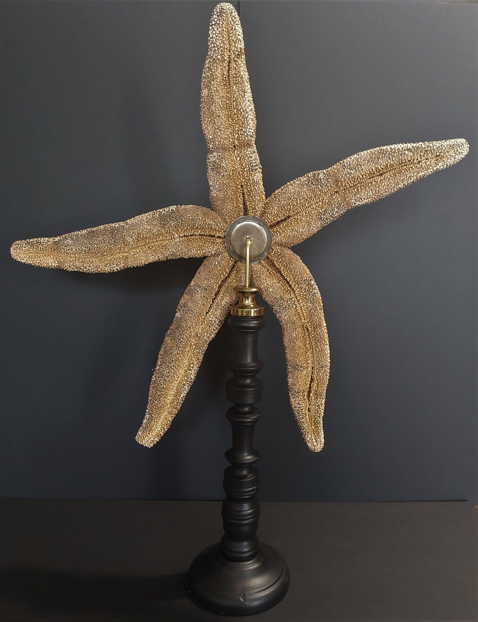 Giant starfish thromidia catalai on pedestal