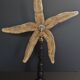 Giant starfish thromidia catalai on pedestal