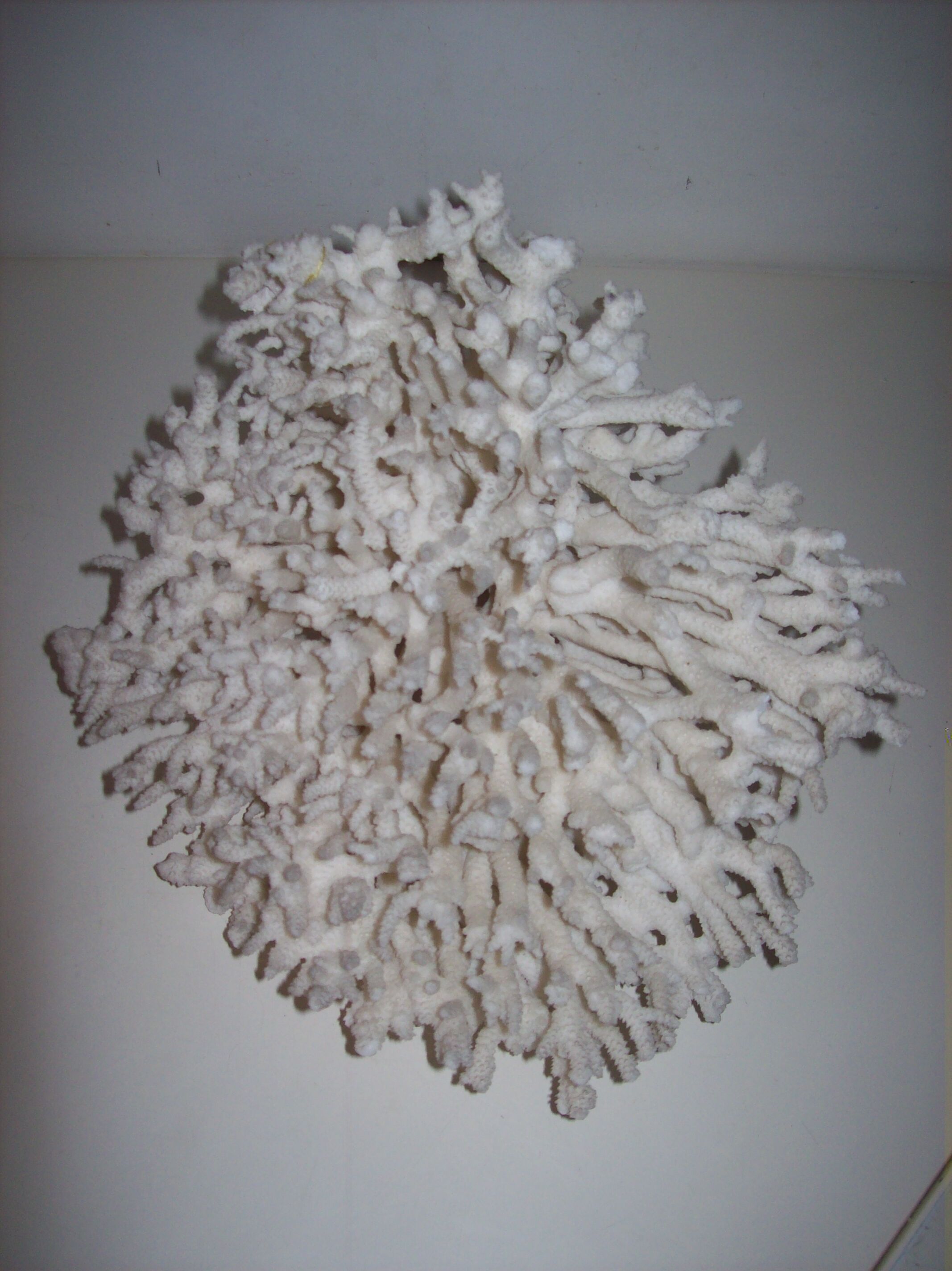 White coral