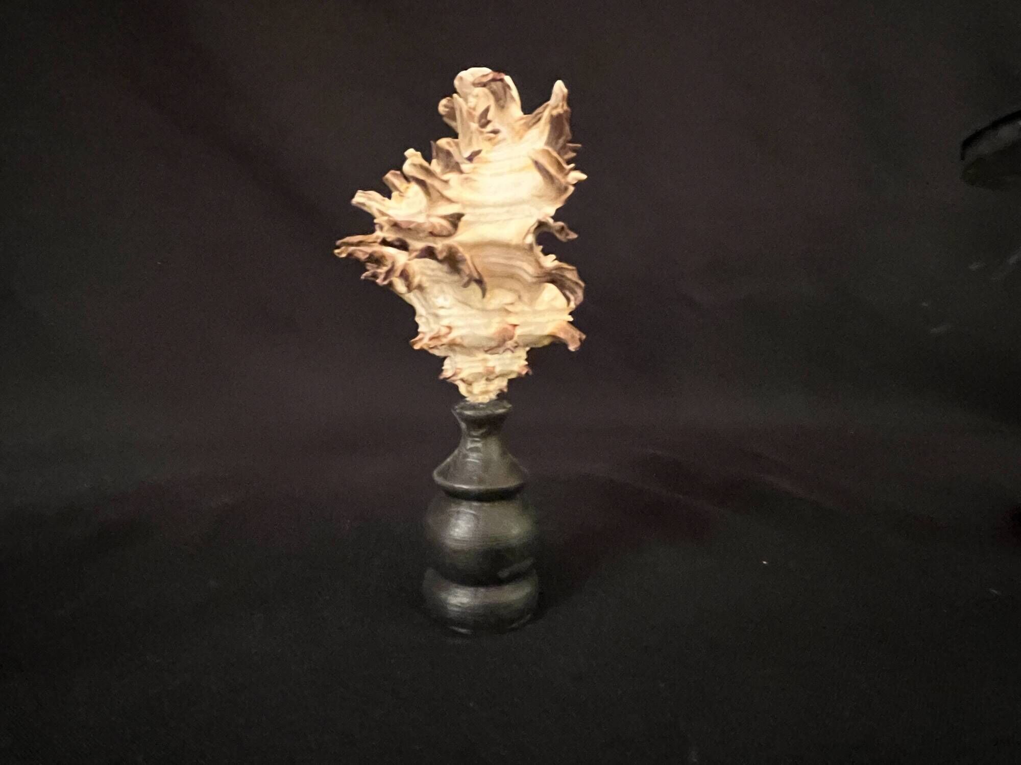 Hexaplex Cichoreum shell on turned wooden base, old cabinet of curiosities on foot