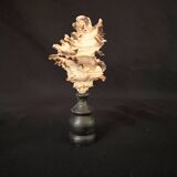 Hexaplex Cichoreum shell on turned wooden base, old cabinet of curiosities on foot
