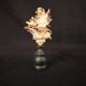 Hexaplex Cichoreum shell on turned wooden base, old cabinet of curiosities on foot