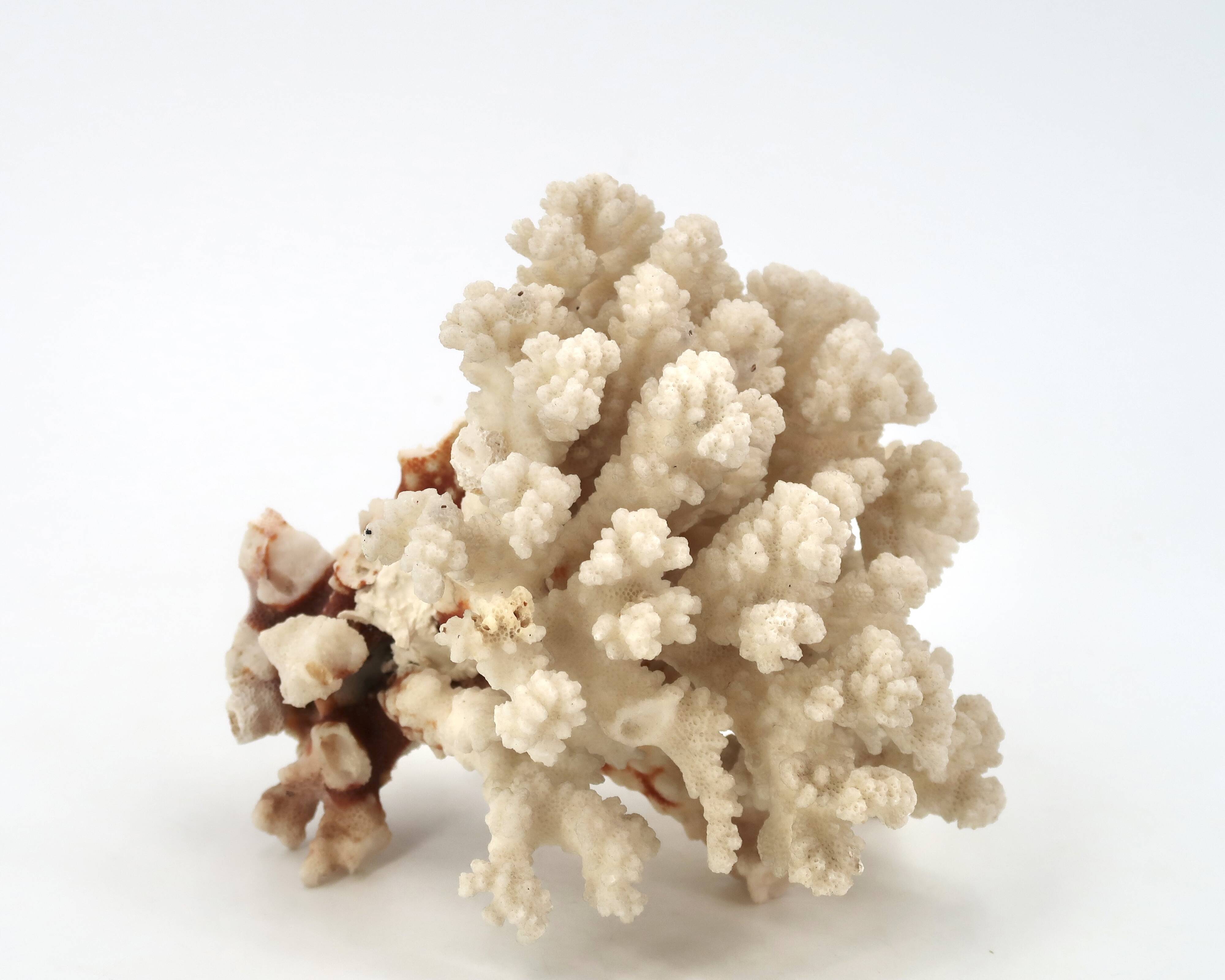 Large white coral, 1970s