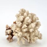 Large white coral, 1970s