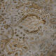 Hand-knotted persian vintage 1970s 250 cm x 333 cm purple wool carpet