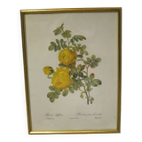 Redouté Painting