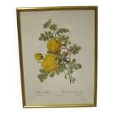 Redouté Painting
