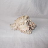 Shell for curiosity cabinet