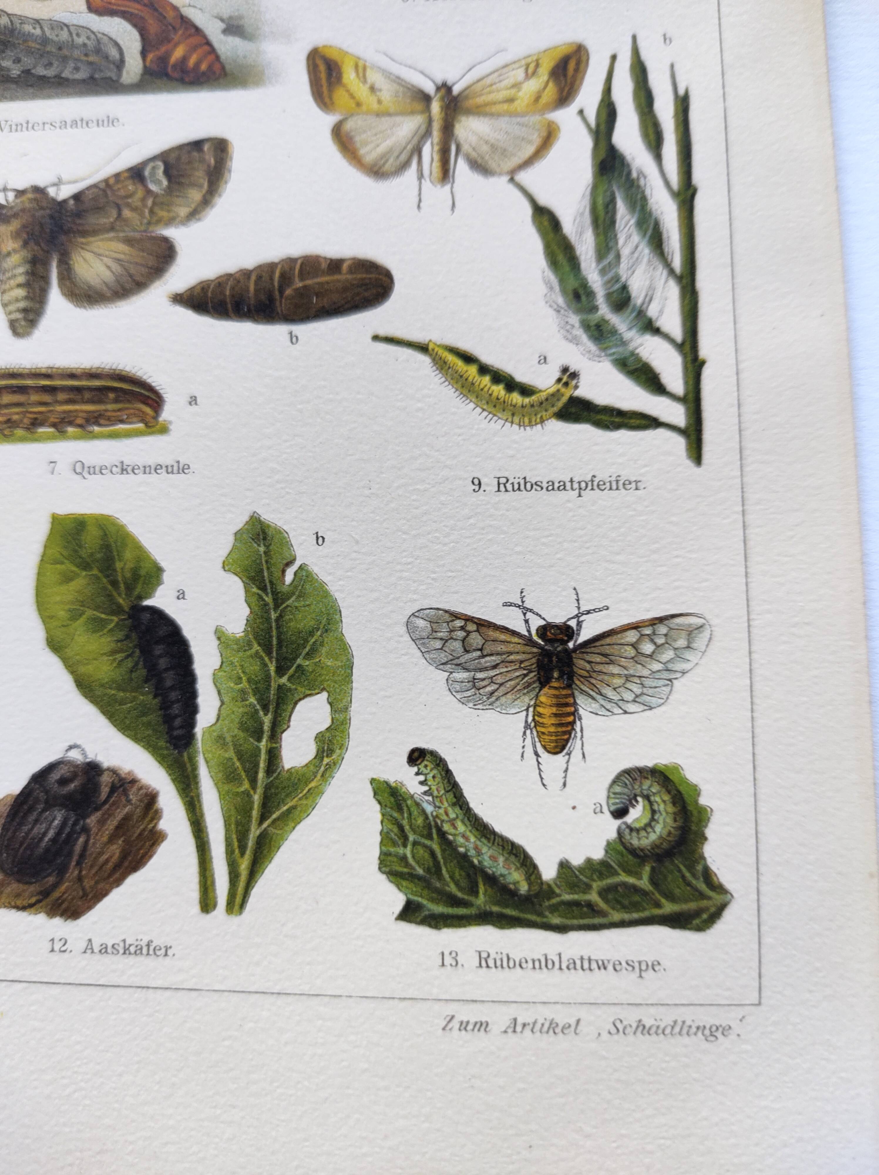 3 Engravings from 1909 - So-called "harmful" insects - Old entomological plates