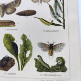 3 Engravings from 1909 - So-called "harmful" insects - Old entomological plates