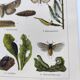 3 Engravings from 1909 - So-called "harmful" insects - Old entomological plates