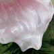 Large clematis slip pocket emptier