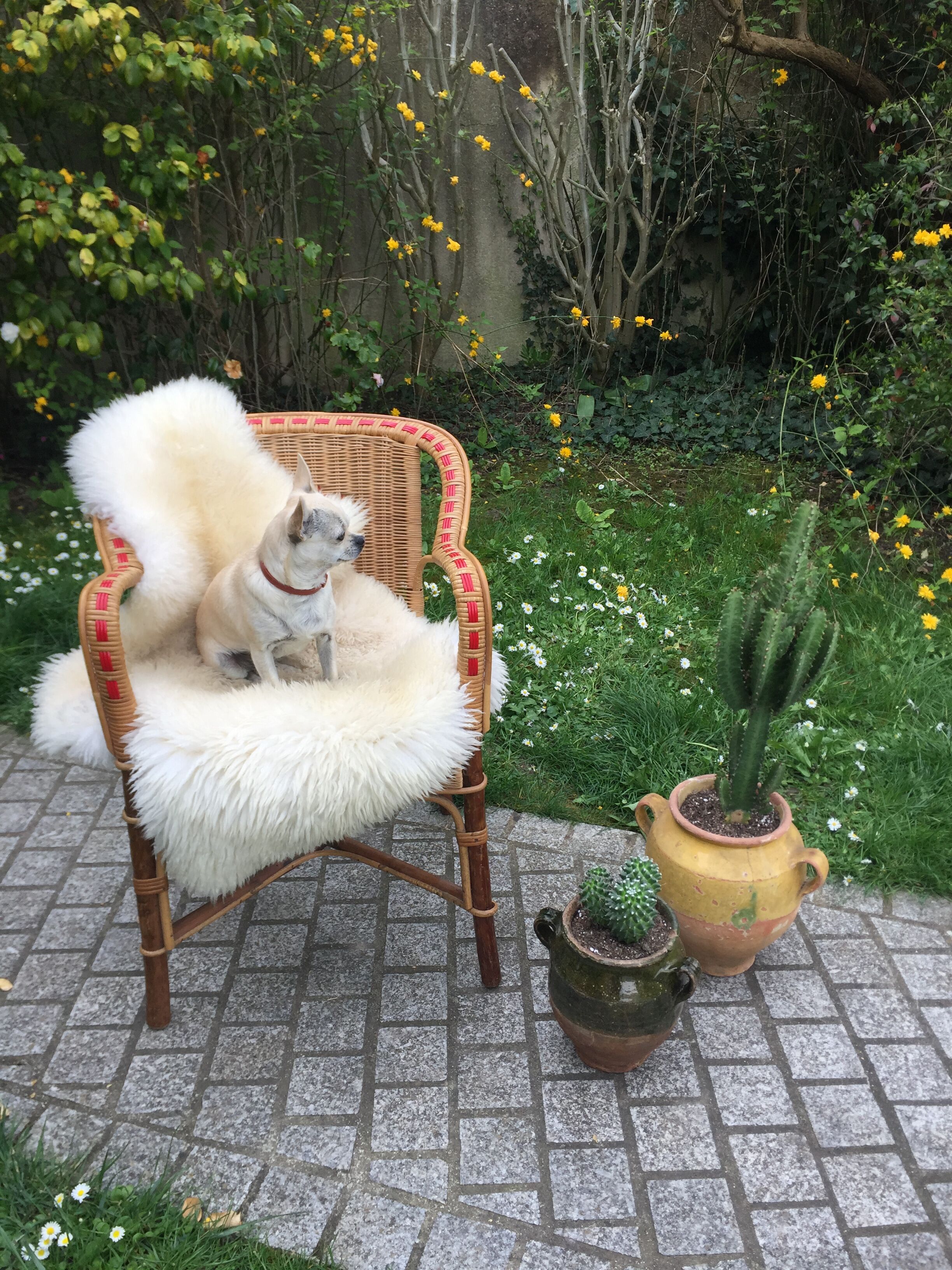Armchair in rattan and wicker adult vintage 1960