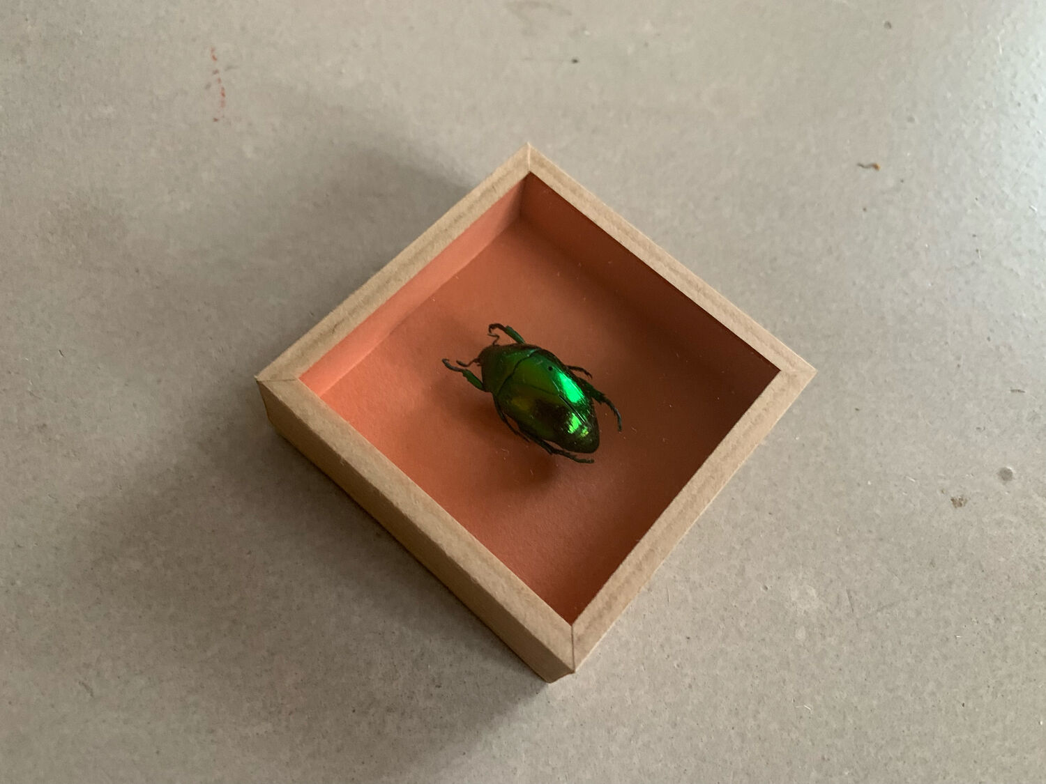 Scrabée naturalisé sous verre