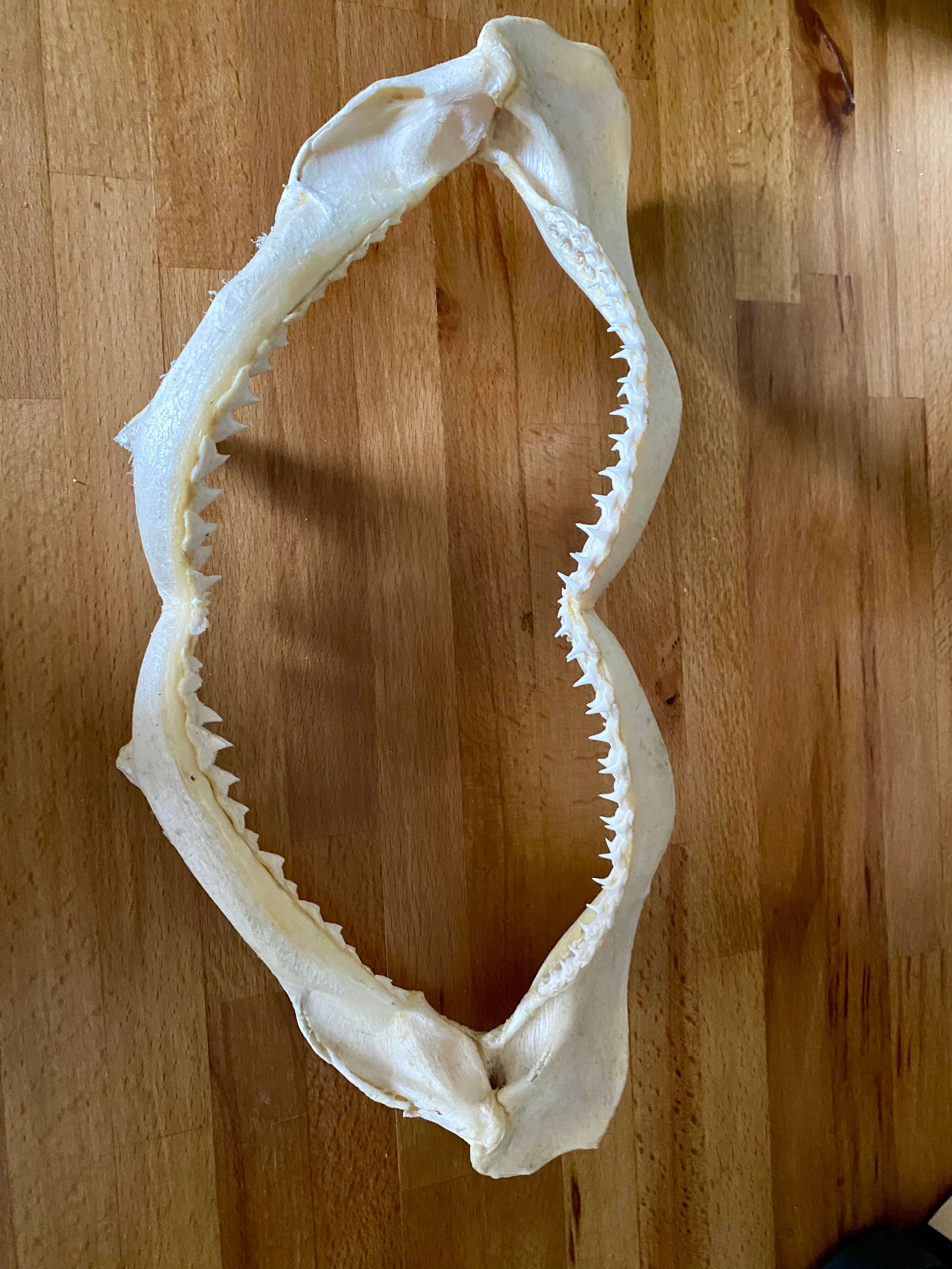 Stuffed shark jaw