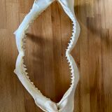 Stuffed shark jaw