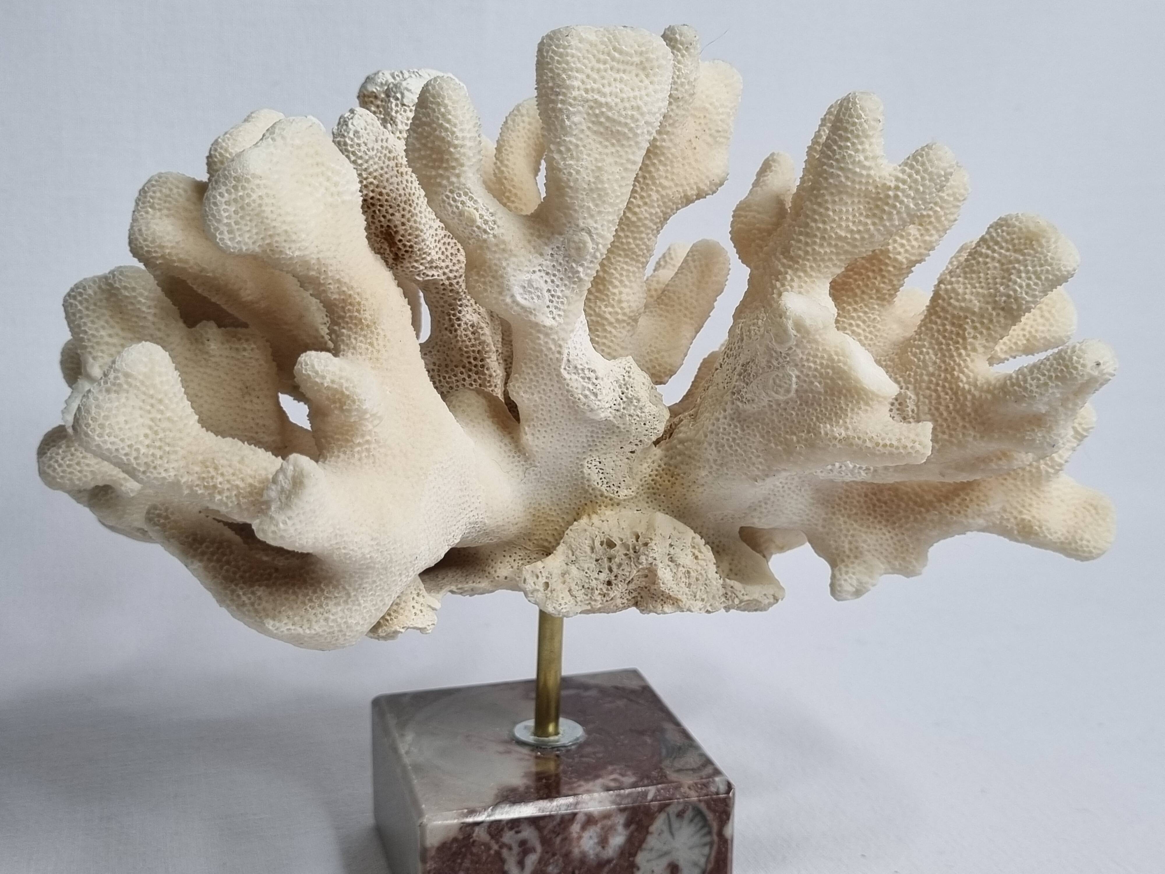 Antique White Coral on Marble Base, Height 18 cm