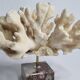Antique White Coral on Marble Base, Height 18 cm