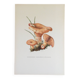 Botanical illustration "mushrooms", 1960s