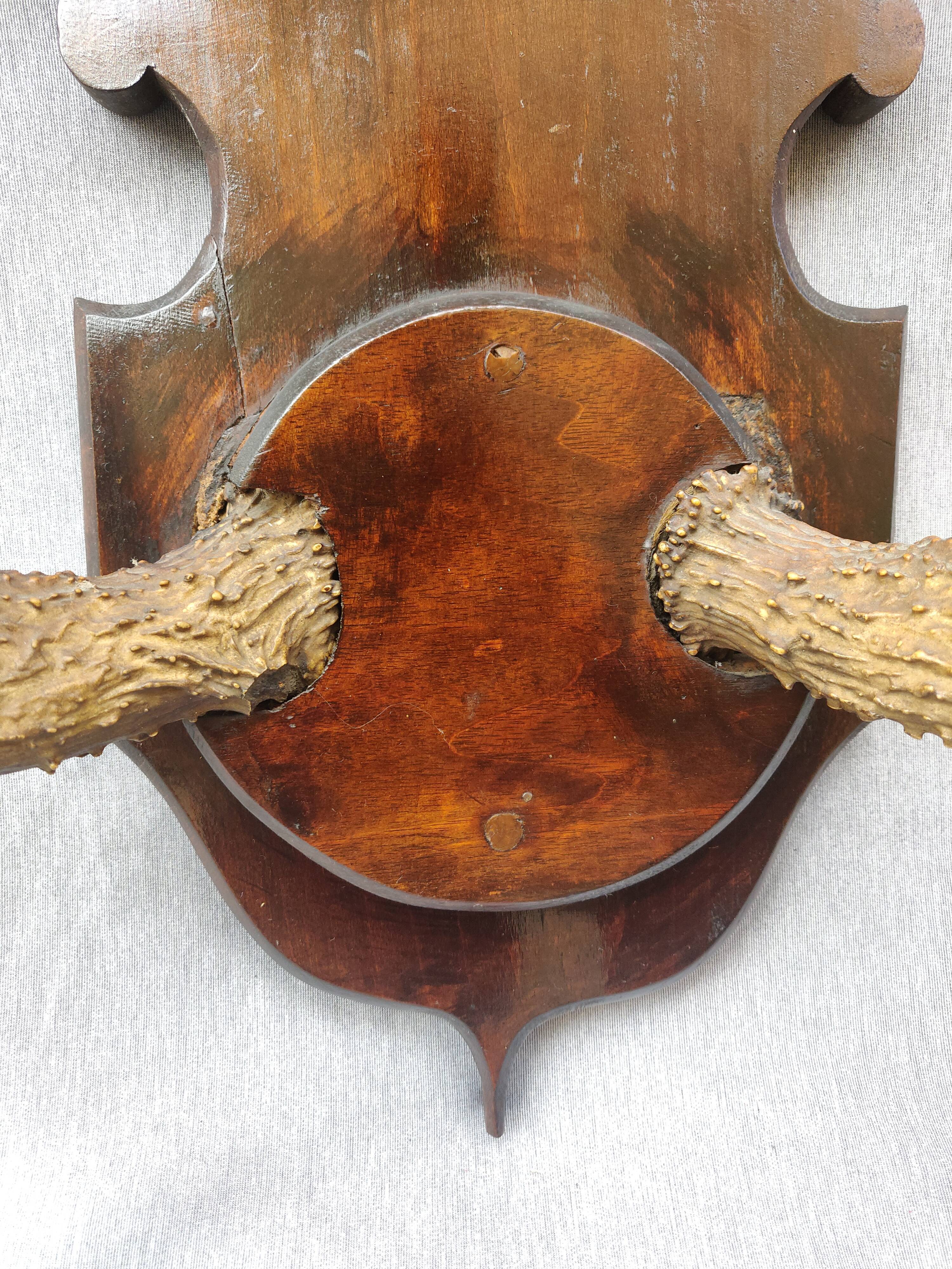 Hunting trophy chevreuil horns