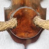 Hunting trophy chevreuil horns