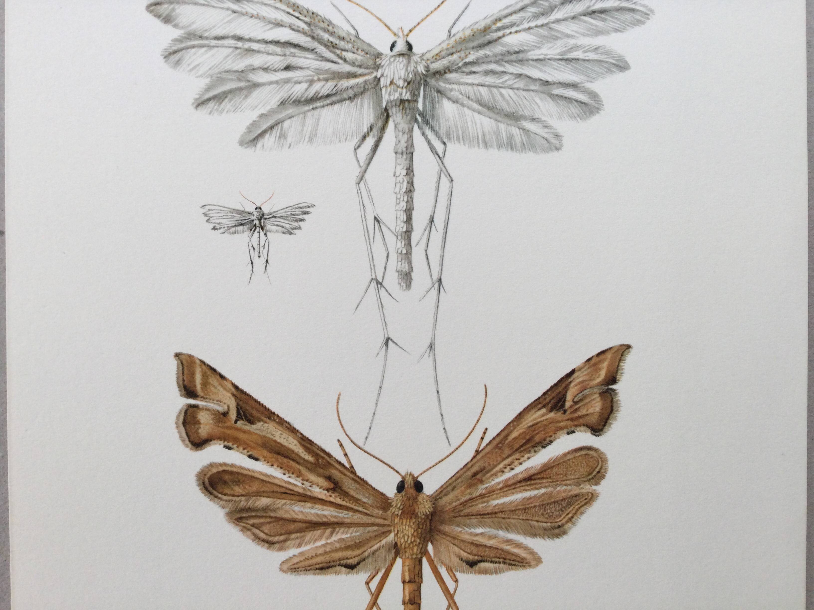 Impression vintage Insectes, illustration ancienne années 60