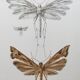 Impression vintage Insectes, illustration ancienne années 60