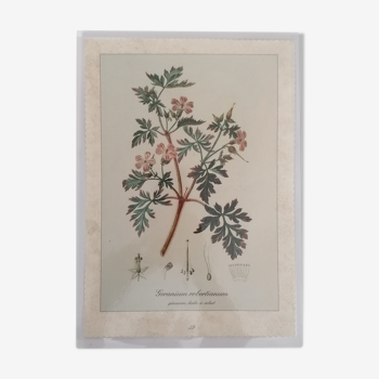 Botanical plank Geranium - Common Benedict