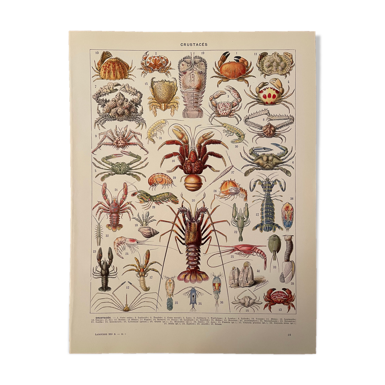 Lithograph engraving crustaceans from 1928