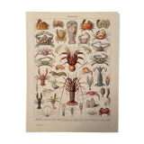 Lithograph engraving crustaceans from 1928
