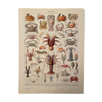 Lithograph engraving crustaceans from 1928