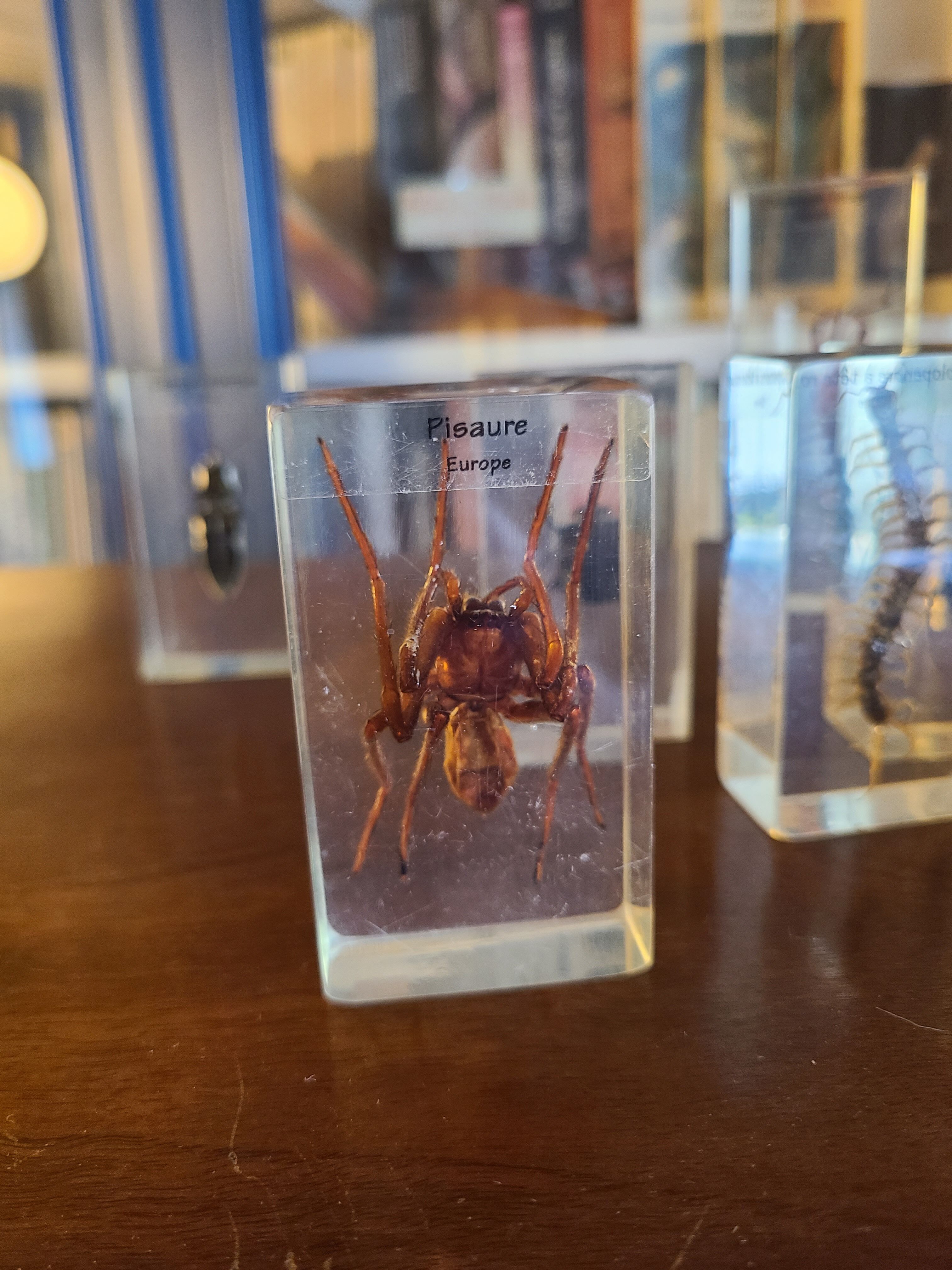 Insects under vintage resin