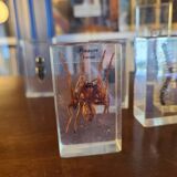 Insects under vintage resin