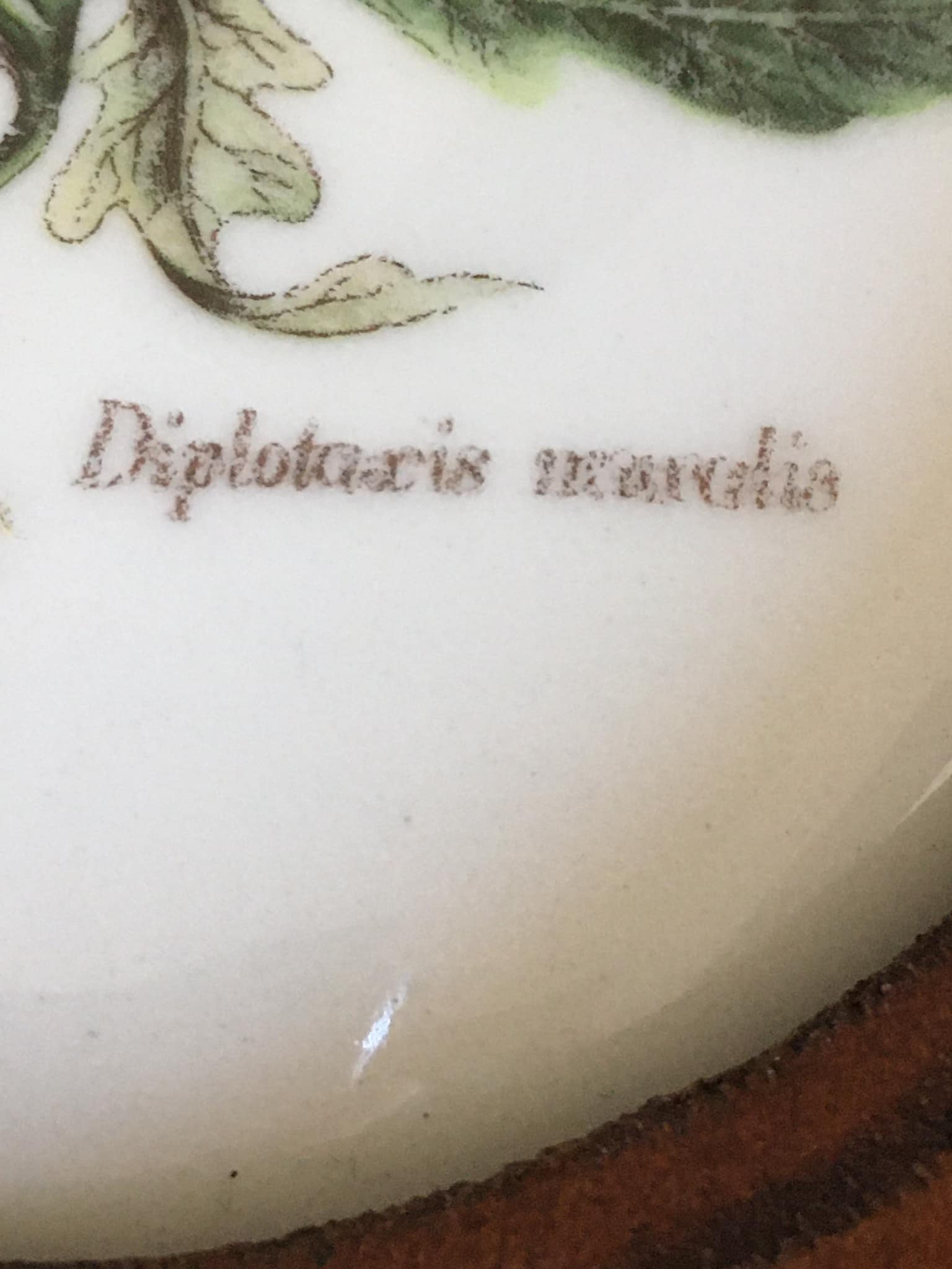 Wooden frame composed of a central piece of porcelain with floral motifs "Diplotaxis muralis"