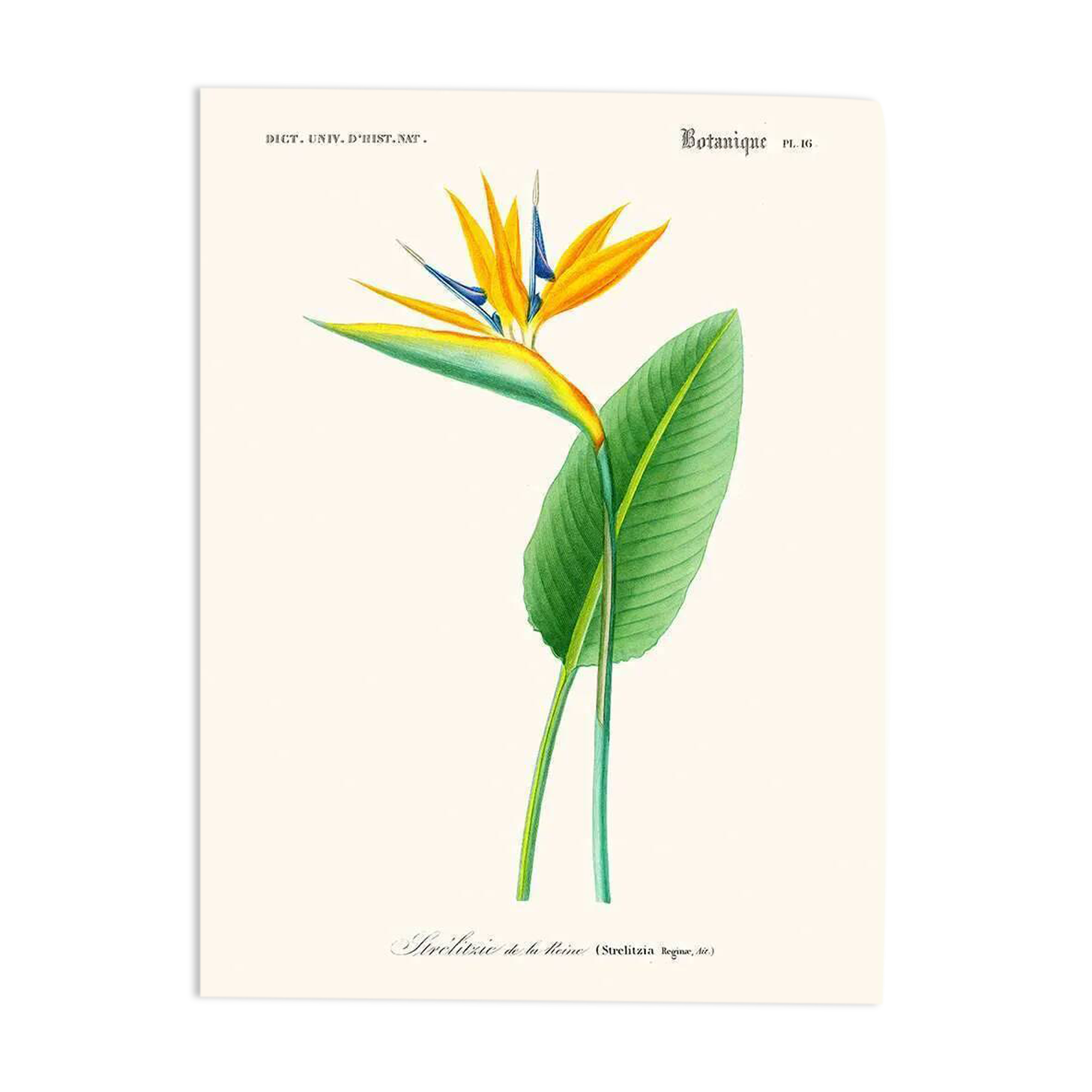 Vintage botanical illustration of Strelitzia Bird of Paradise flower.