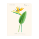 Vintage botanical illustration of Strelitzia Bird of Paradise flower.