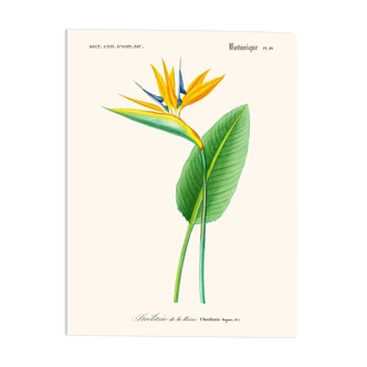 Vintage botanical illustration of Strelitzia Bird of Paradise flower.